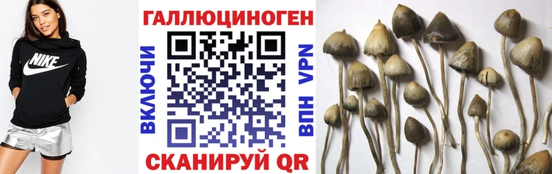 Купить закладки  Павловск  Псилоцибиновые грибы MAGIC MUSHROOMS 